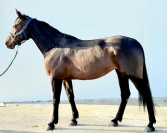 Poulains et poulini&egrave;res &agrave; vendre