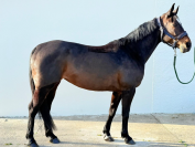 Poulains et poulini&egrave;res &agrave; vendre