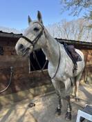 Gentil cheval AA pour loisirs et sport
