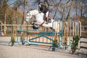 Gentil cheval AA pour loisirs et sport