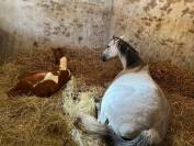 Centre d&rsquo;ins&eacute;mination / haras 