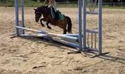 Ponette B wpb isabelle sooty de 8 ans