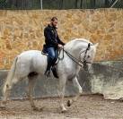 Vente Jeune m&acirc;le PRE