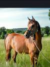 HARMATTAN IZIA, une jument Arabe attachante de 8 ans