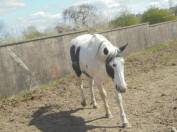 jument mont&eacute;e