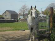 jument mont&eacute;e