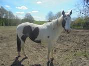 jument mont&eacute;e