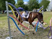 Adorable poney C polyvalent pour loisir CSO dressage