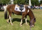 Adorable poney C polyvalent pour loisir CSO dressage