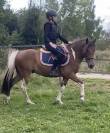 Adorable poney C polyvalent pour loisir CSO dressage