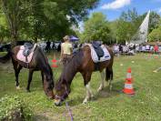 Adorable poney C polyvalent pour loisir CSO dressage
