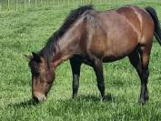 Ponette C 8 ans polyvalente pour loisir sport balade 