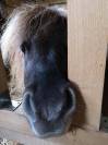 Mini shetland-Etalon 76cm 