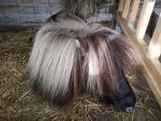 Mini shetland-Etalon 76cm 
