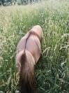 Mini shetland-Etalon 76cm 