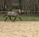 poney de sport