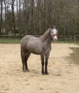 poney de sport