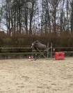 poney de sport