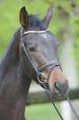 Hongre - Westphalien - 4 ans - Dressage - France 