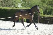 Hongre - Westphalien - 4 ans - Dressage - France 