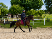 Hongre - Westphalien - 4 ans - Dressage - France 