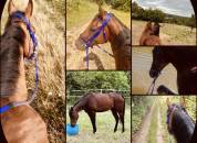 Pension chevaux &eacute;curie de propri&eacute;taire 