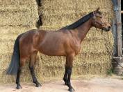 Jument 7 ans par Andiamo Semilly 