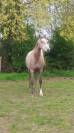 a vendre pur sang arabe endurance 