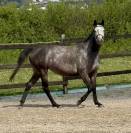 Poulini&egrave;re pleine 2026