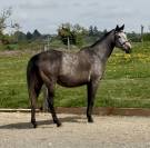 Poulini&egrave;re pleine 2026