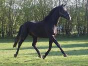 Poulini&egrave;re pleine 2026