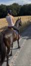 Mare English Thoroughbred For sale 2015 Dark Bay