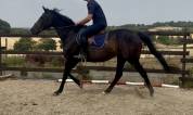 Mare English Thoroughbred For sale 2015 Dark Bay