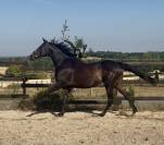 Mare English Thoroughbred For sale 2015 Dark Bay