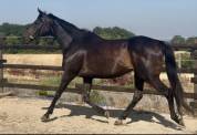 Mare English Thoroughbred For sale 2015 Dark Bay