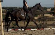 Jument 11ans pour loisirs 