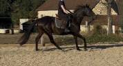 Jument 11ans pour loisirs 