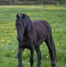 Sublime pouliche frisonne de 2024