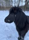 Shetlander Dekhengst