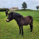 Donne ponette Dartmoor et son fils hongre Dartmoor 
