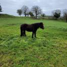 Donne ponette Dartmoor et son fils hongre Dartmoor 