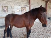 Jument espagnole 6 ans