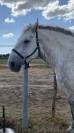 Hongre percheron 