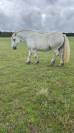 Hongre percheron 