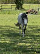 &Agrave; vendre Neifi Opop des Dauges