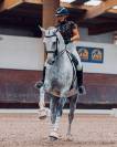 Hongre - Zangersheide - 8 ans - Dressage - France
