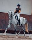 Hongre - Zangersheide - 8 ans - Dressage - France