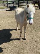 Poulain welsh mountain 