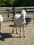 Poulain welsh mountain 