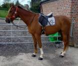 Gaillard cheval de 15/06/2016